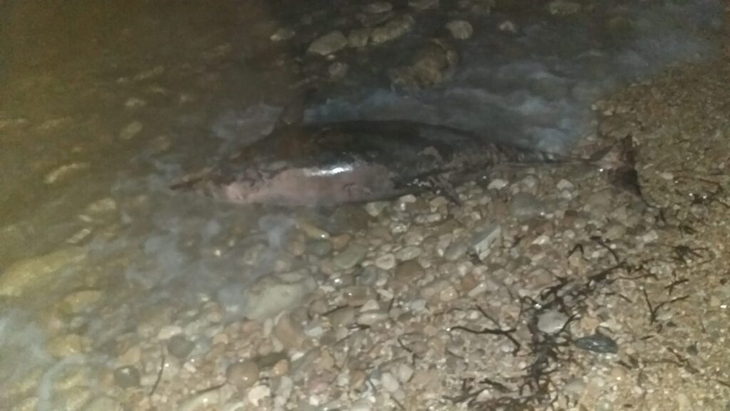 El cetáceo flotando a unos metros de la orilla de la playa de Muchavista