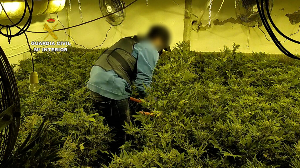 La Guardia Civil destapa dos plantaciones de marihuana en Sant Joan d'Alacant