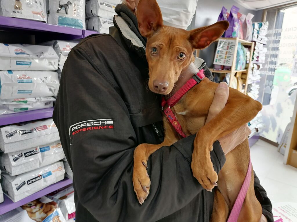 Uno de los perros de APCA en su visita al veterinario