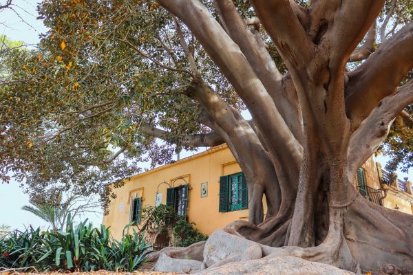 Jardin-Sta-Elena-Mutxamel