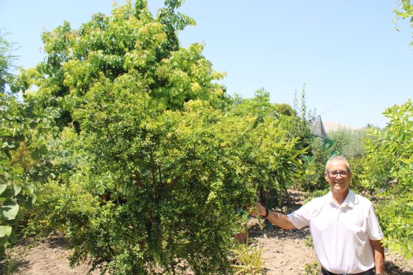 Jose-Antonio-Navarro-junto-a-uno-de-sus-arboles-tropicales