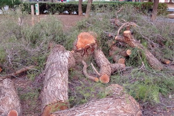 Talas-Vicente-Savall