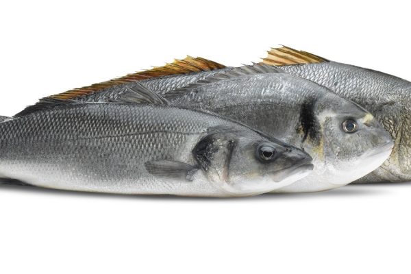 WhatsApp-Image-2022-08-04-at-9.29.53-AM-3