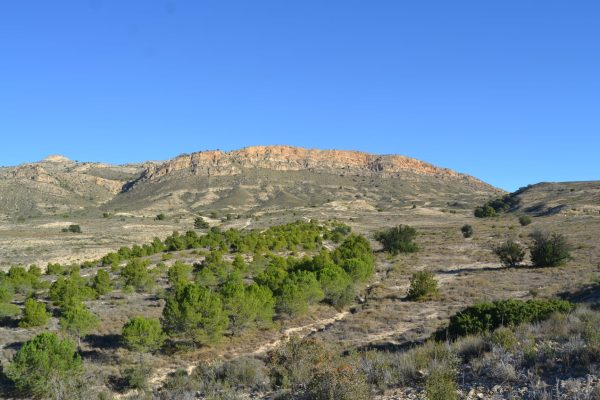 Zona-norte-de-San-Vicente-Sabinar