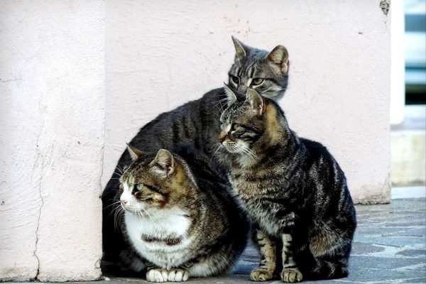 gatos-callejeros