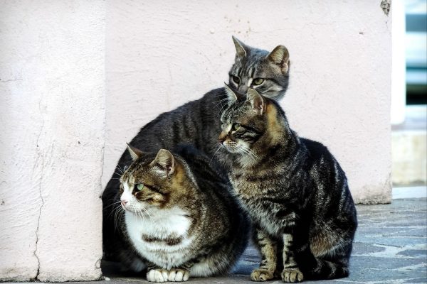 loveombra-cat-2828505_1920