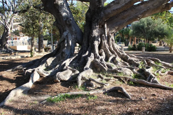 patrimonio-natural-Jardines-8